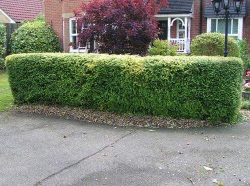 Landscape Refresh — after